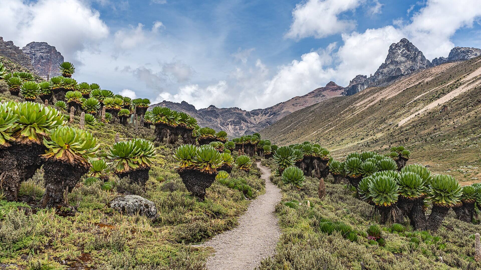 Trekkers on a Wild Springs guaranteed-departure group climb on Mount Kenya
