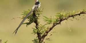 Bird watching in Kenya