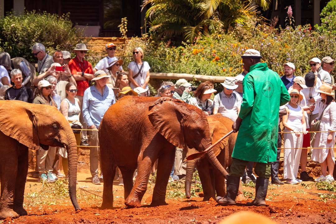 Wild Springs Adventures guests on the Giraffe Centre and David Sheldrick day tour in Nairobi