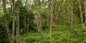 Gatango Forest trail, Gatangu Waterfalls