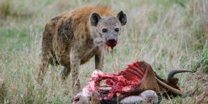 the ugly five wildlife animals in Africa