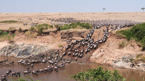 The Great Migration in Maai Mara