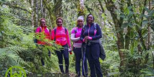 kihuri forest karura forest hiking charges kieni forest hike karura forest hiking kihuri forest hike