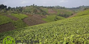 tea farming, heritage and tea farm tours in Tigoni, kenya