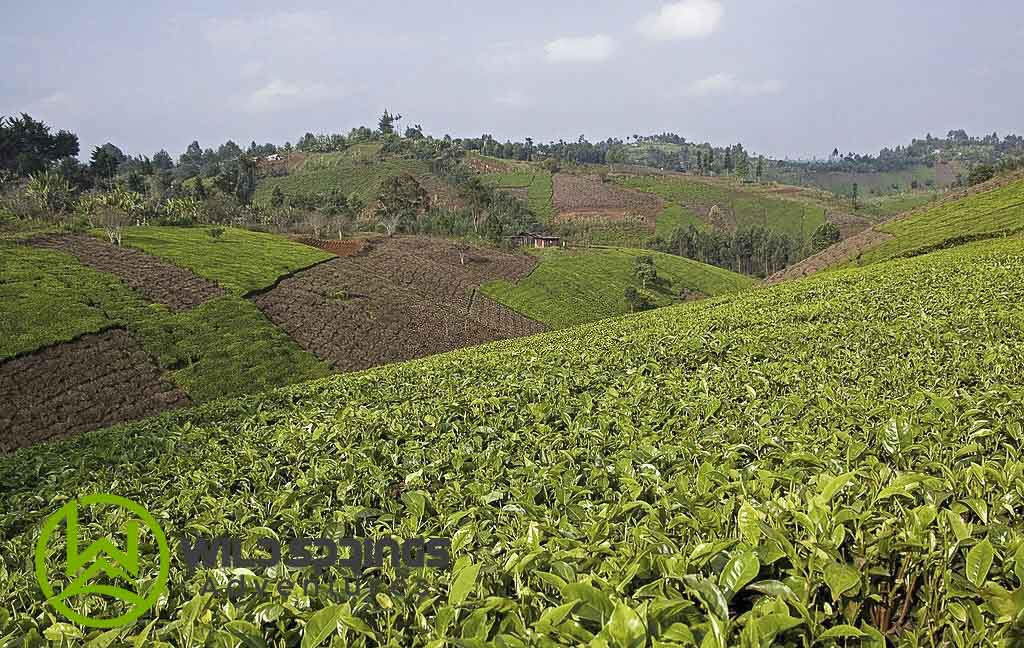 Tea Farming Industry in Kenya Wild Springs