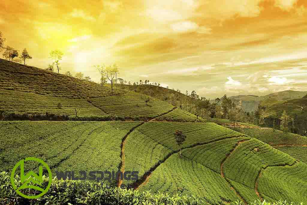 Tea farming plantation landscape