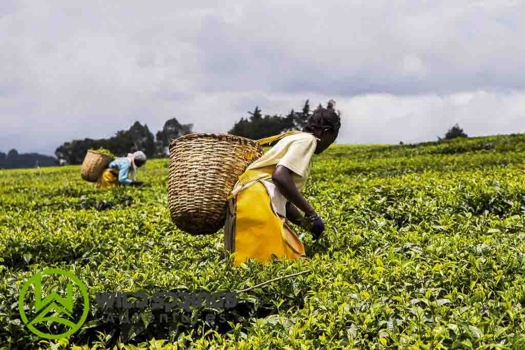 The Diversity of Kenyan Tea Flavors, Culture, and Impact