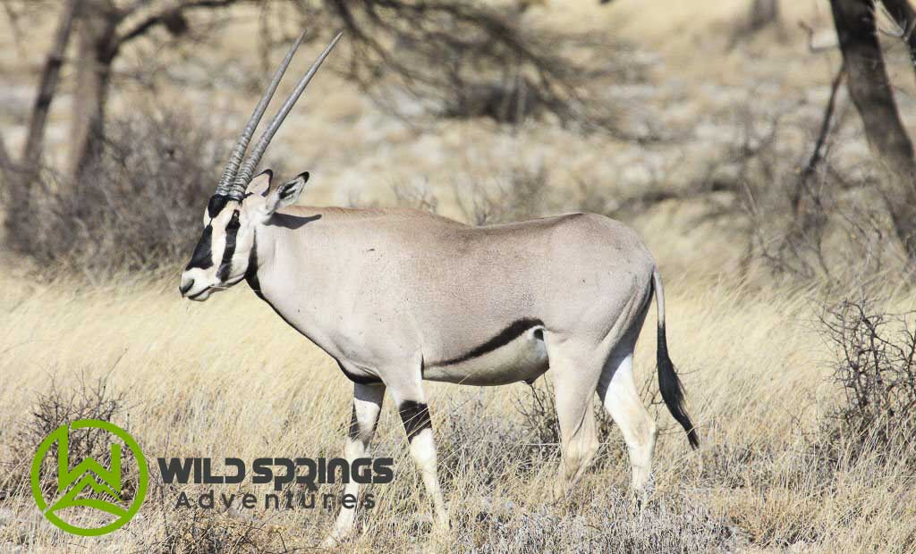 A solitary Beisa Oryx exuding grace and strength in Savannah expansive wilderness