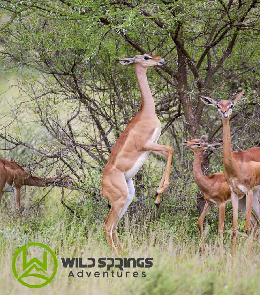 A determined Gerenuk striving to reach new heights as it feasts on foliage high up in a tree