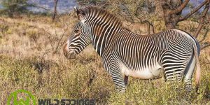 An image showing one of the Samburu special five, the Grevy Zebra.