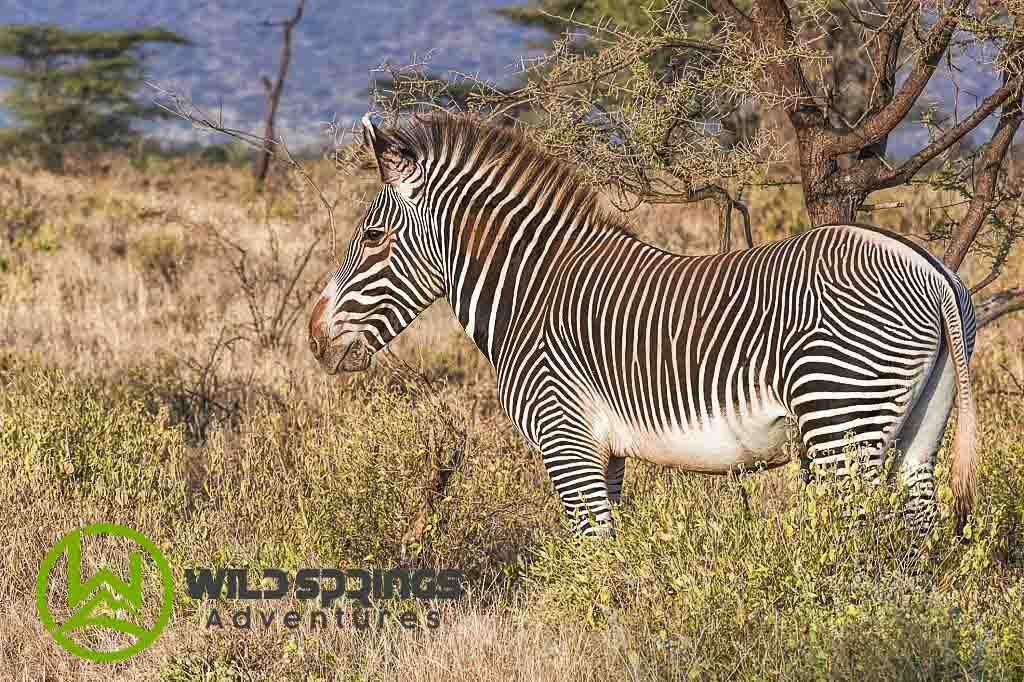 A Grevy zebra enjoying a feast on Samburu's lush vegetation beside a sun-baked road