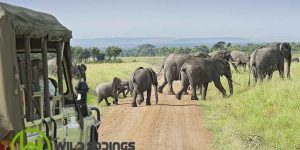 An image showing elephants crossing a path in masai mara savannah grassland during a Kenya jungle safari
