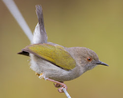 birdwatching tours in karura forest Nairobi Kenya