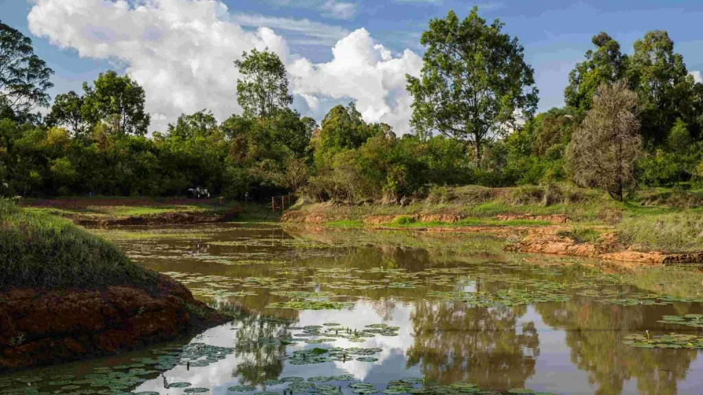 Lily pond at Karura Forest Nairobi reflecting clouds and indigenous trees — Wild Springs Adventures Karura Forest tour and guided walk