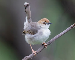 Top Bird Watching sites for day trips around Nairobi