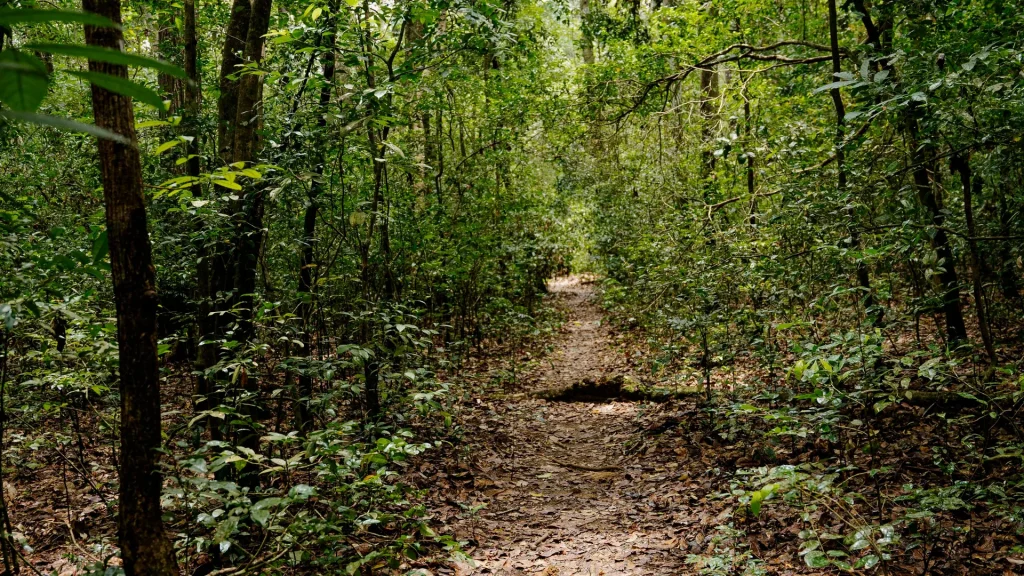 Indigenous forest walking trail at Karura Forest Nairobi — Wild Springs guided nature walk and day tour from the city centre