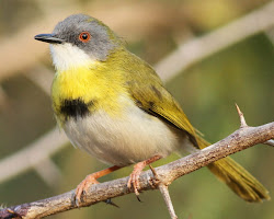 karura forest birdwatching course