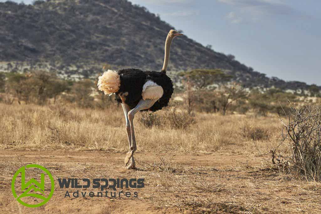 Elegant Somali Ostrich confidently owning the stage amidst the wild Samburu landscape