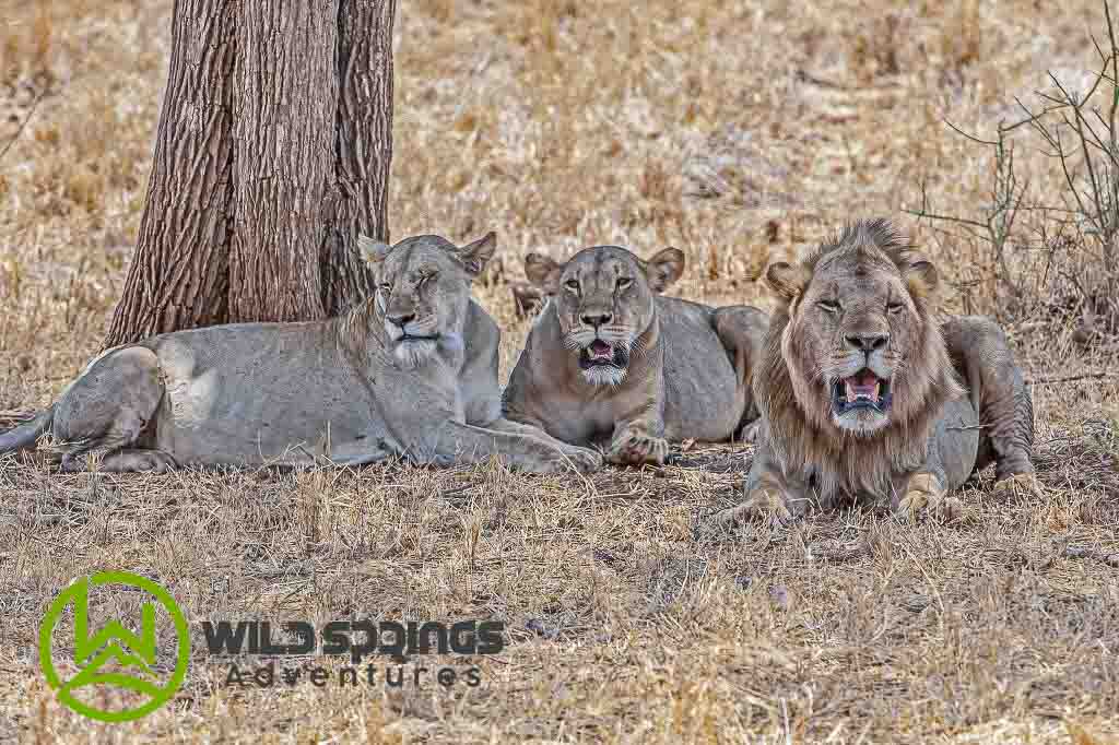 wildlife animals of meru national park