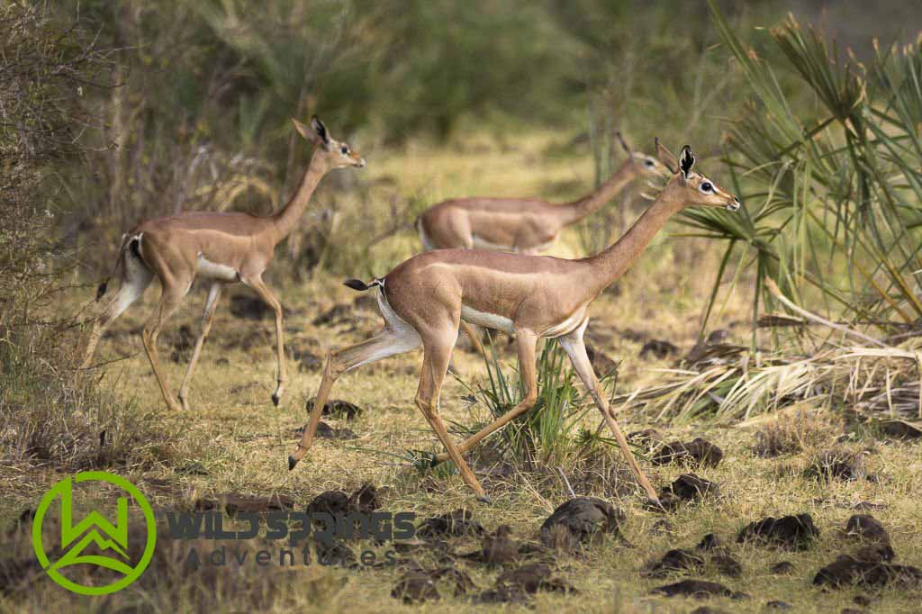 wildlife photography safari meru national park