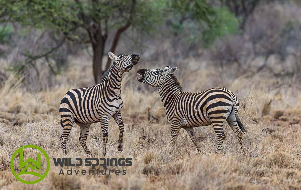 Meru national park safari