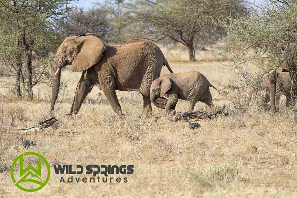 meru national park entrance fee