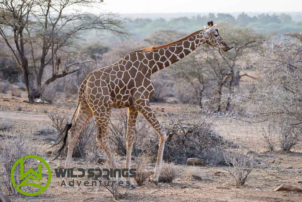 Majestic reticulated giraffes towering over the vibrant and diverse Samburu landscape, symbolizing its grandeur
