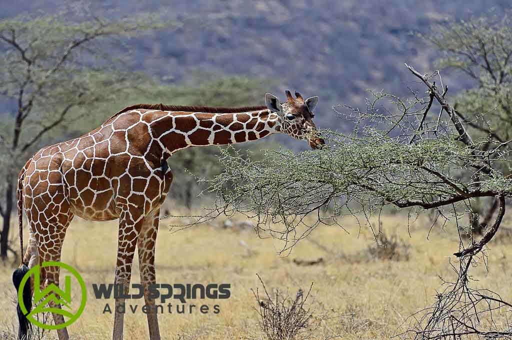 A reticulated giraffes foraging for leaves amidst the verdant surroundings of the Samburu ecosystem  