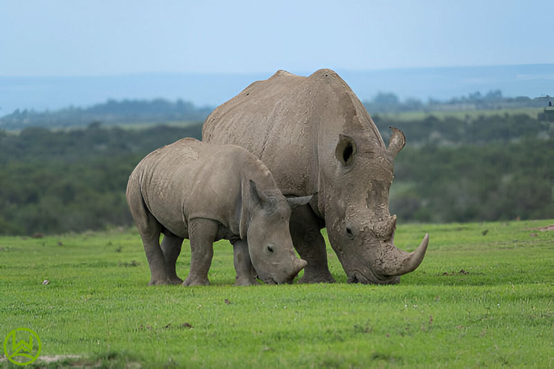 Two Black Rhinos Grazing Peacefully Side-by-Side at Ol Pejeta Conservancy.