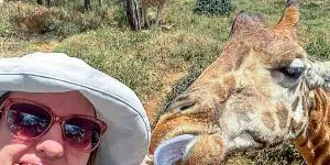 A Visitor interacting with endangered Rothschild giraffes in Kenya.