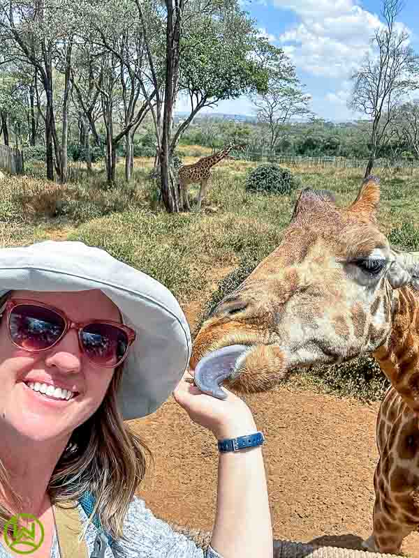 Tourists holding out pellets for hungry giraffes at the Giraffe Centre