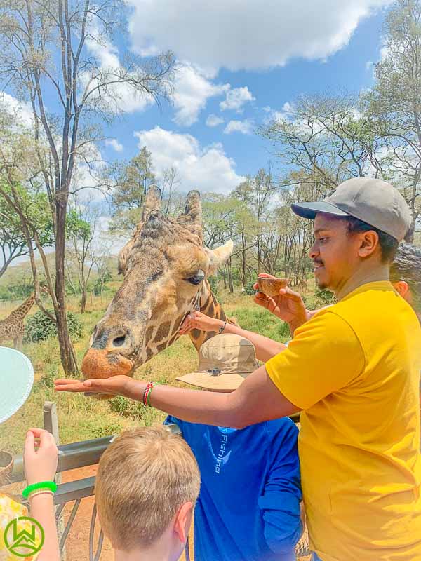 Close-up of tourists feeding Rothschild giraffes at the Giraffe Centre Nairobi