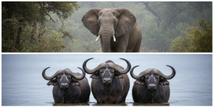 Article listing and describing the Top 8 Wildlife Spots Near Mount Kenya, including major areas like Ol Pejeta Conservancy, Samburu National Reserve, and Aberdare National Park.