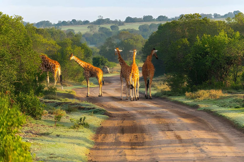 An image showing a herd of giraffes in Ol pejeta conservancy during a game drive up close picture