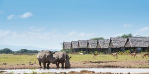 A picture showing two rhinos at a waterhole in Serena Sweetwater's Nanyuki during a short safari from Nairobi