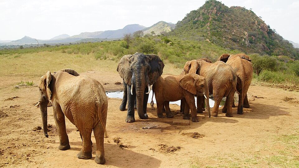 Tsavo East & West Safari 2026 | Red Elephants | From $265Pp