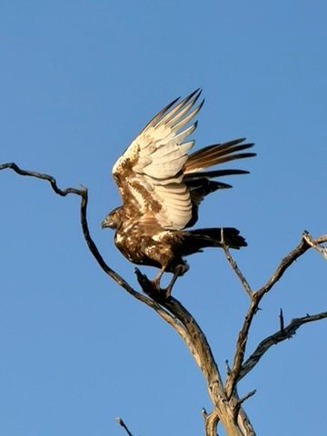 Wild Springs Live changing Connections